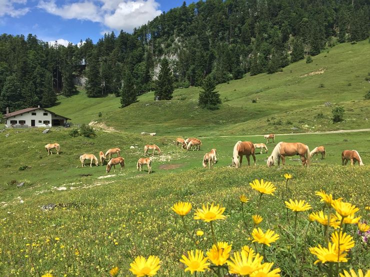Visit the haflinger stallions on the alm
