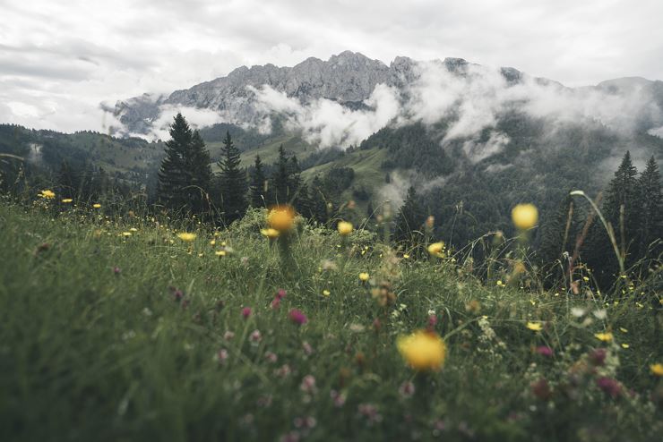 Themed tour - Plant treasures in the Kaiser Mountains