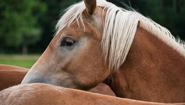 Haflinger Erlebnistag Fohlenhof Ebbs