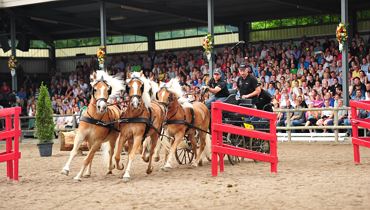 Haflinger Horse Show