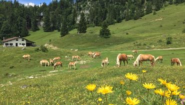 Visit the haflinger stallions on the alm