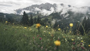 Visita tematica - Tesori vegetali nelle montagne del Kaiser