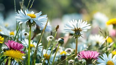 Herbal Hike for children
